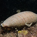 Conus glans